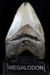 Bargain Megalodon Tooth - North Carolina #37345-2